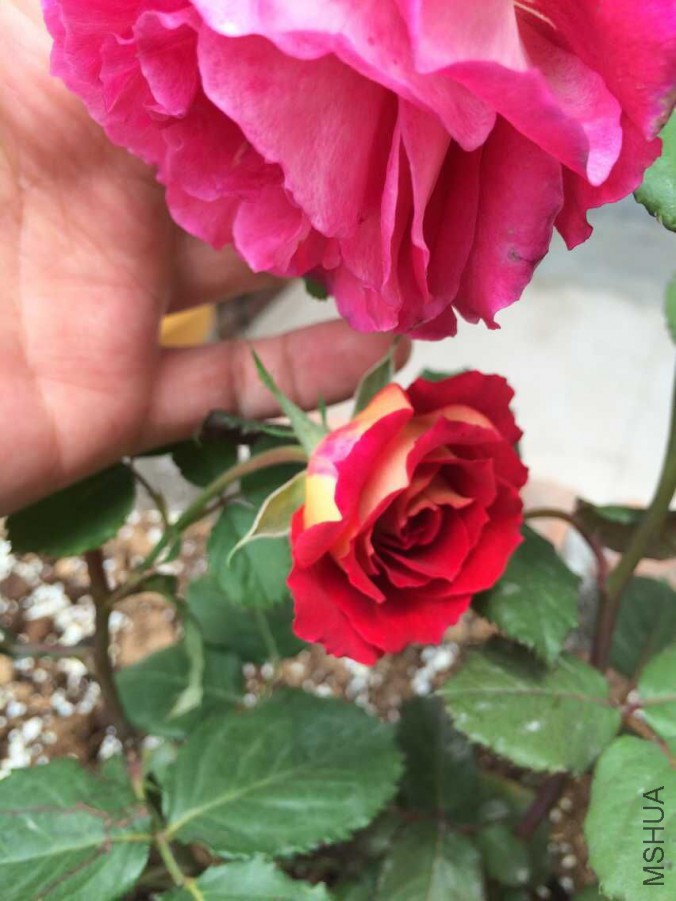 QQͼƬ20150617105747.jpg