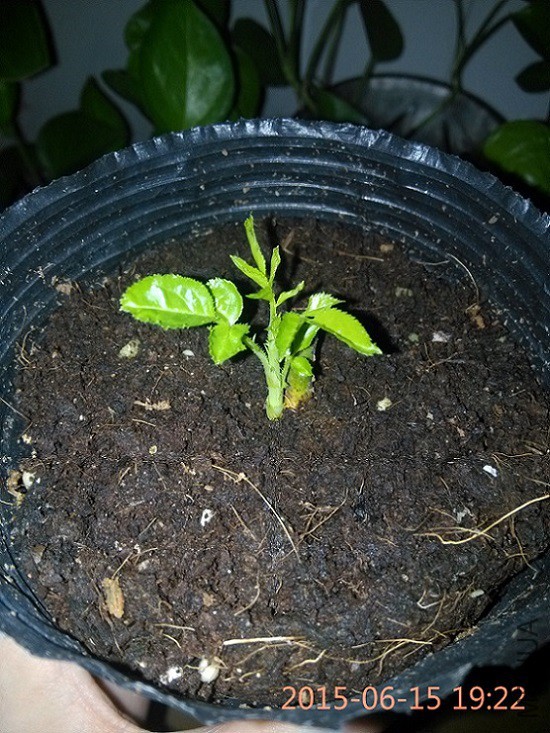 15�ţ���ʼ�������