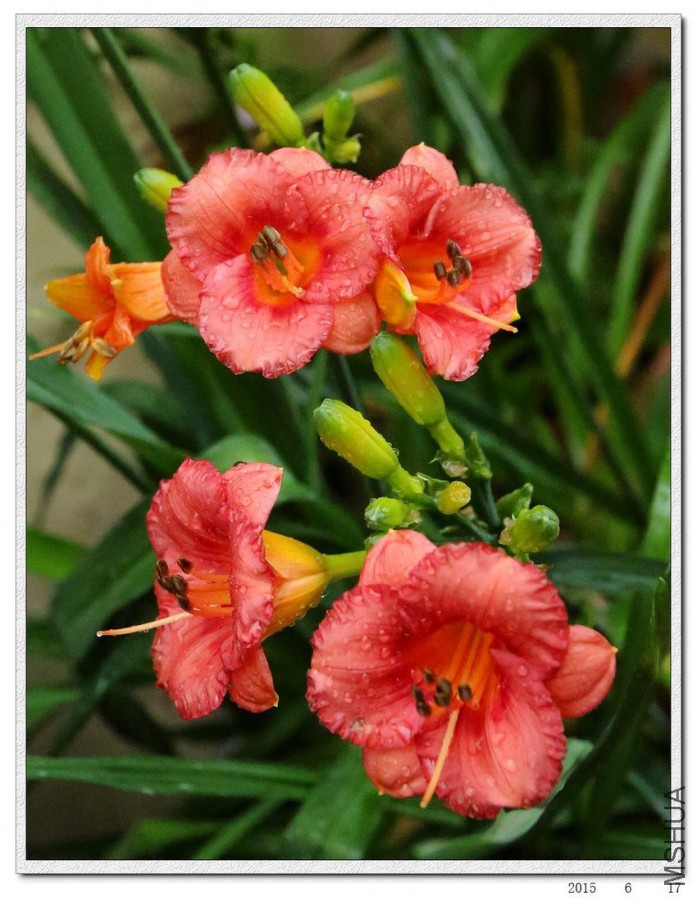 2015061704.jpg