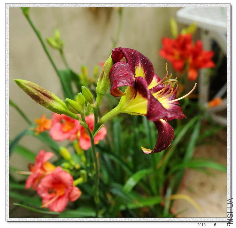 2015061702.jpg