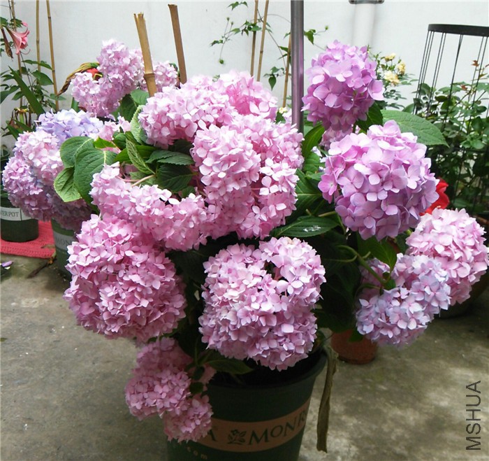 IMG_20150528_174100~01.jpg