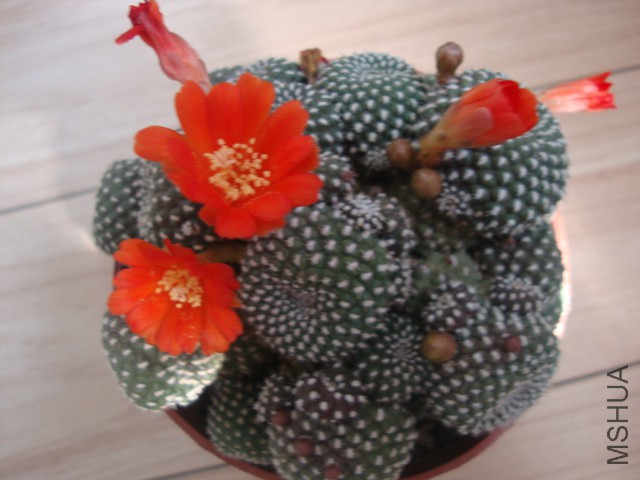 DSC03888.JPG