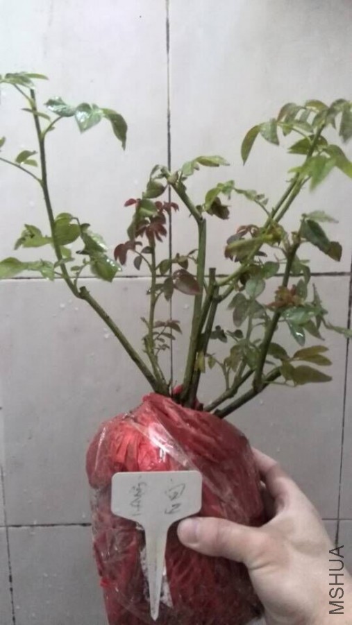 �ʹ�����