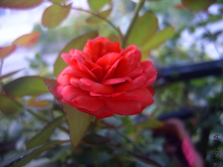 SUC50030_����.jpg