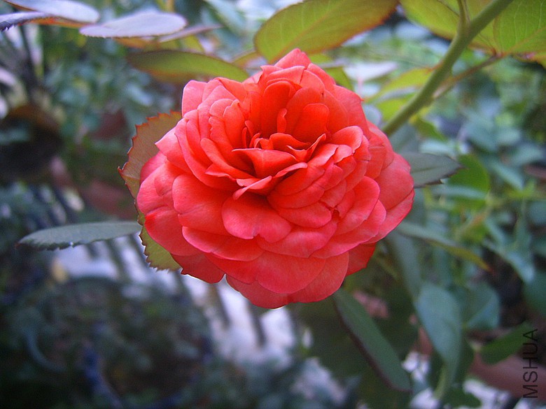 SUC50031_����.jpg