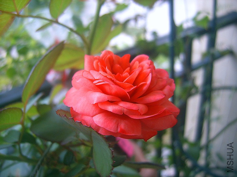 SUC50038_����.jpg