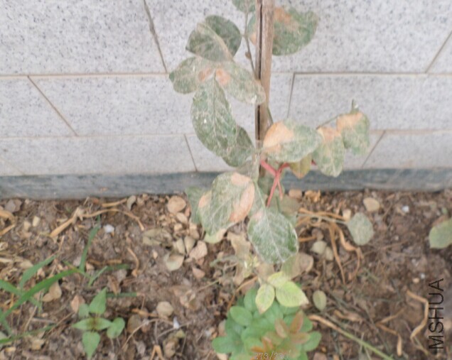 QQͼƬ20150618094525222.jpg