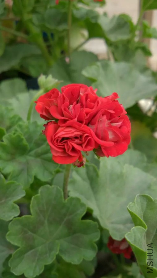psb (2).jpg