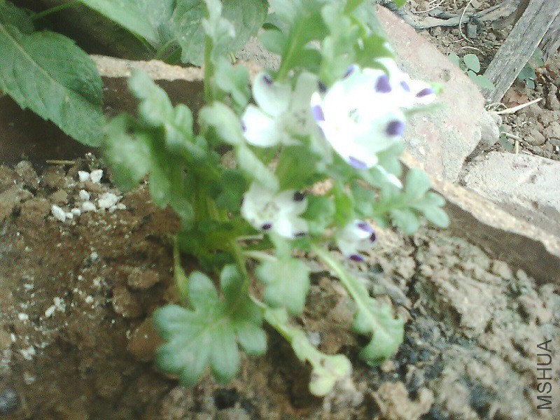 IMG0833A.jpg