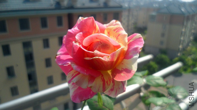 SAM_3441_����.jpg