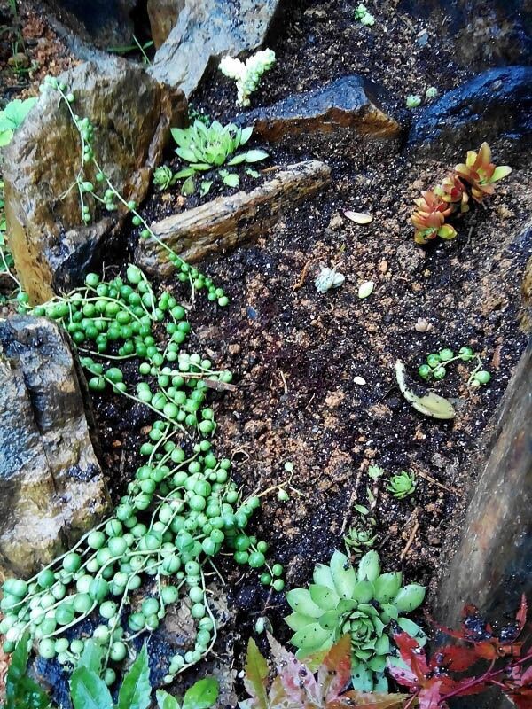 �ɳ��ɣ�������~