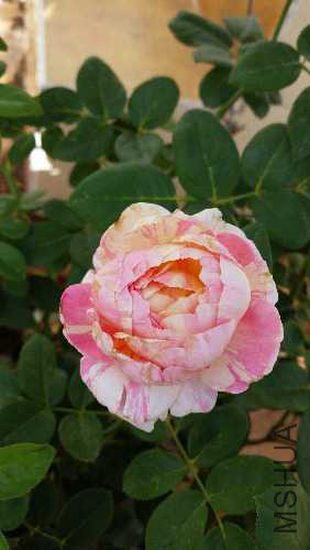 20150613_174635.jpg