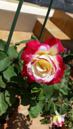 20150601_133017.jpg