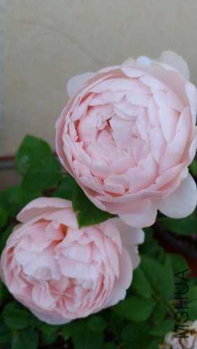 20150520_194636.jpg