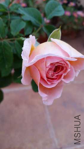 20150520_194659.jpg