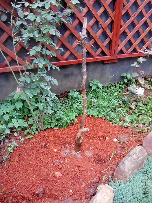 16�����µı���������׮~