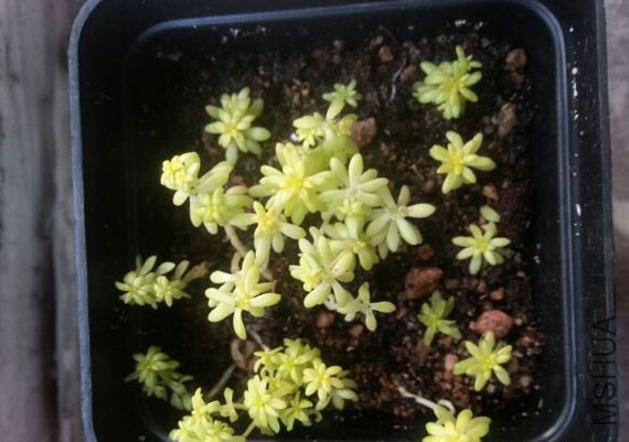 ����3��ƽ�С��ѩ���ܸ��췢չЩ��