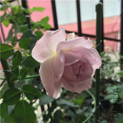 �������ʯһ��