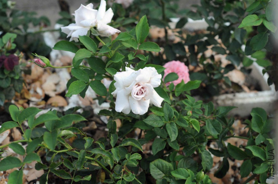 DSC_1963_����.jpg