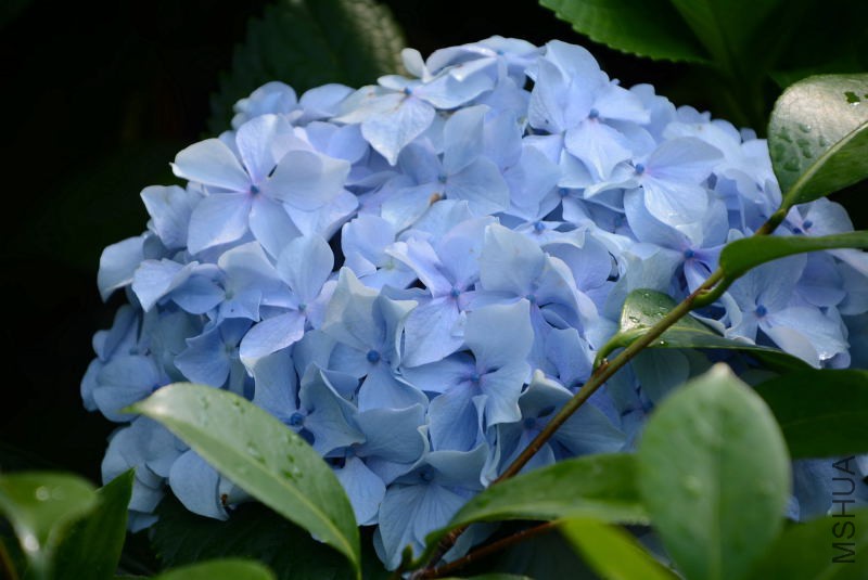 DSC_48230026.JPG