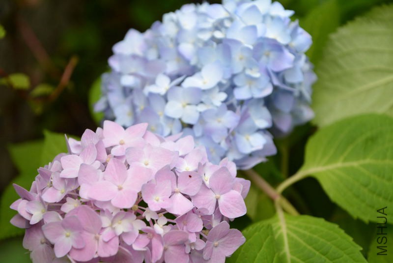 DSC_43770009.JPG
