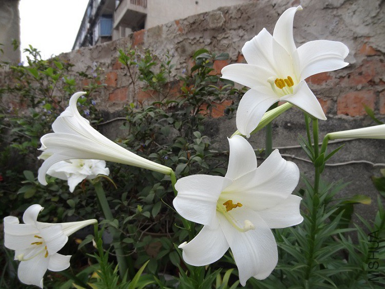 DSC05707.JPG