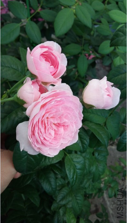 QQͼƬ20150620221209.jpg
