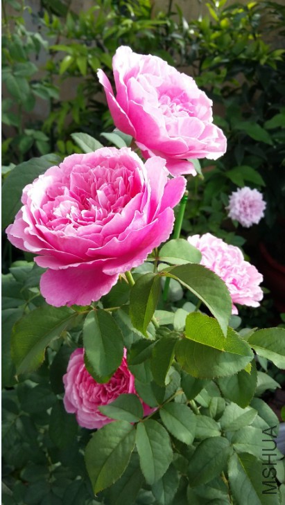 QQͼƬ20150620221813.jpg