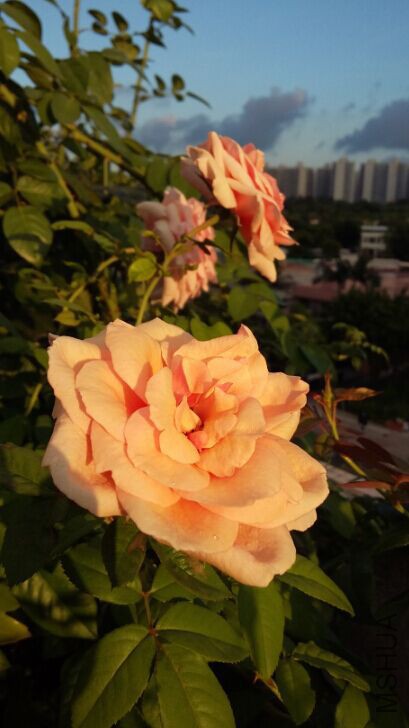 QQͼƬ20150620222117.jpg