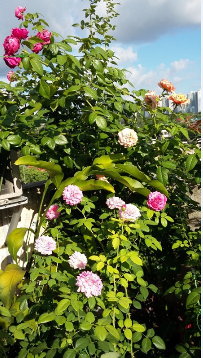 QQͼƬ20150620222437.jpg