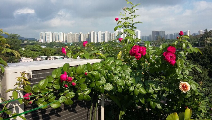 QQͼƬ20150620222551.jpg
