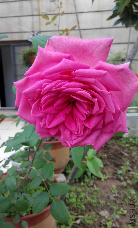 IMG_20150530_090410.jpg