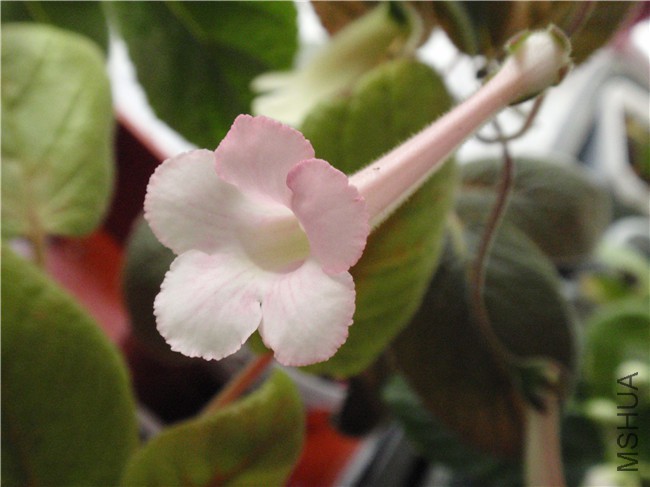 P6130012.JPG