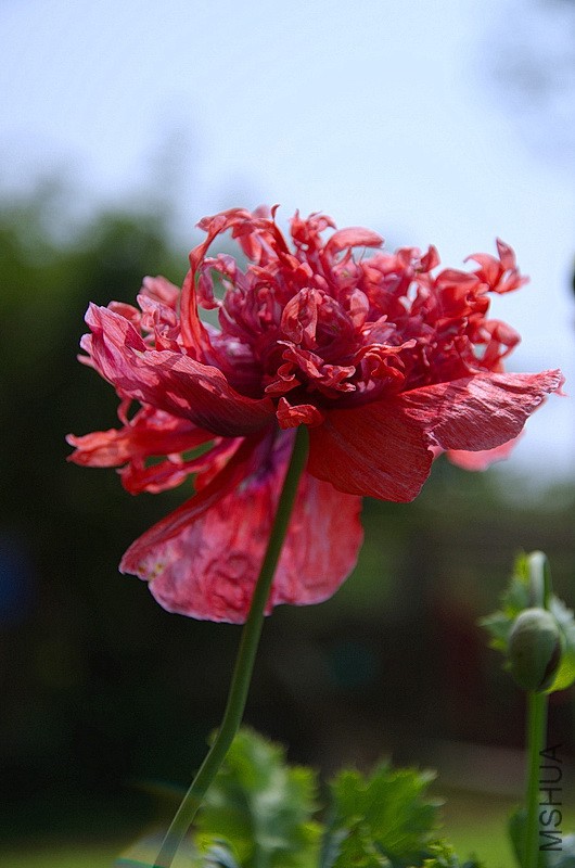 DSC_90511.jpg