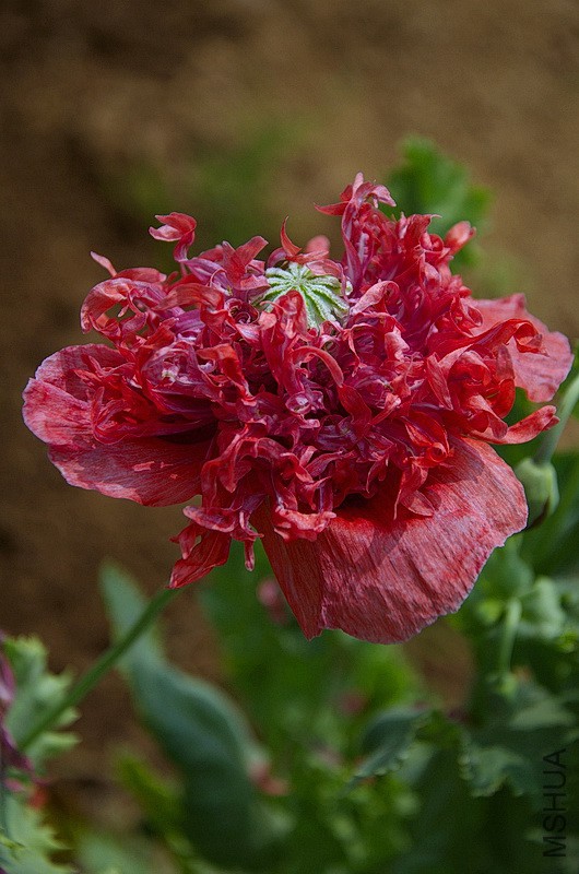 DSC_90533.jpg