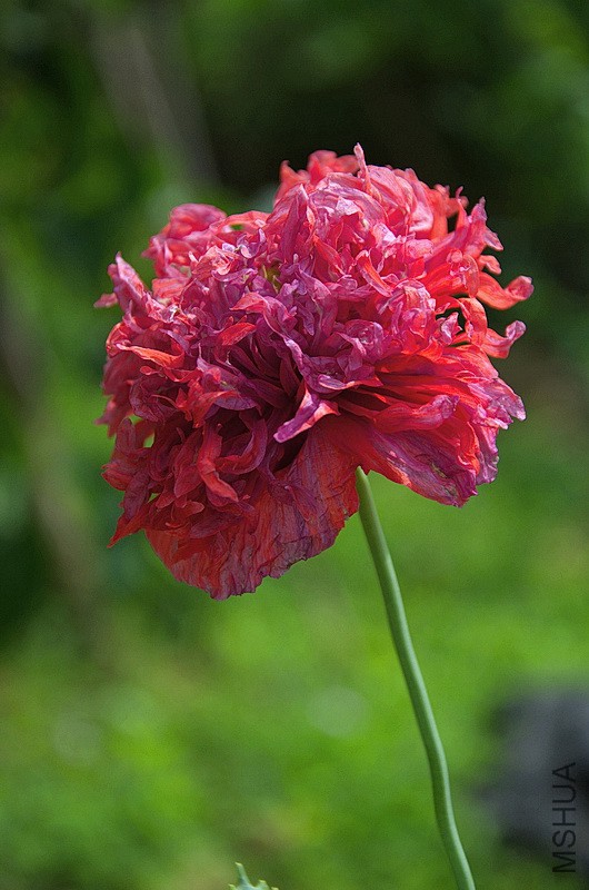 DSC_90544.jpg