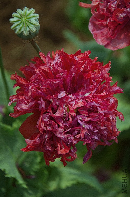 DSC_90566.jpg