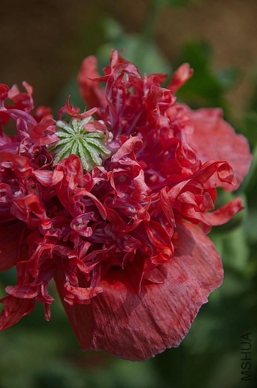 DSC_90577.jpg