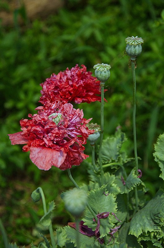 DSC_90588.jpg