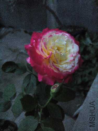 IMG_20150622_195556.jpg