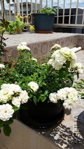 20150621_134944.jpg