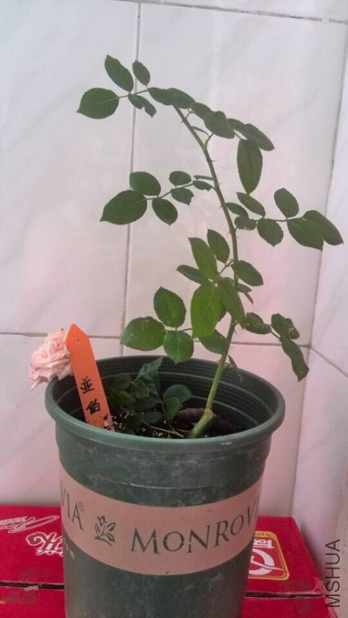 �ǲ�1����