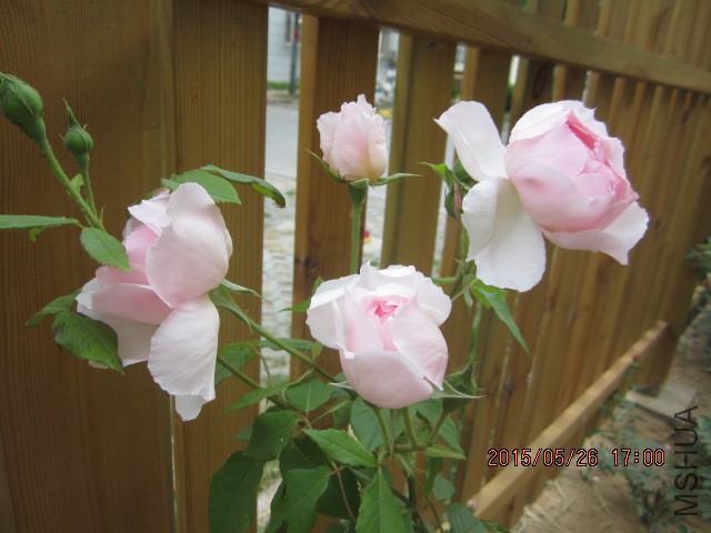 IMG_9284.JPG