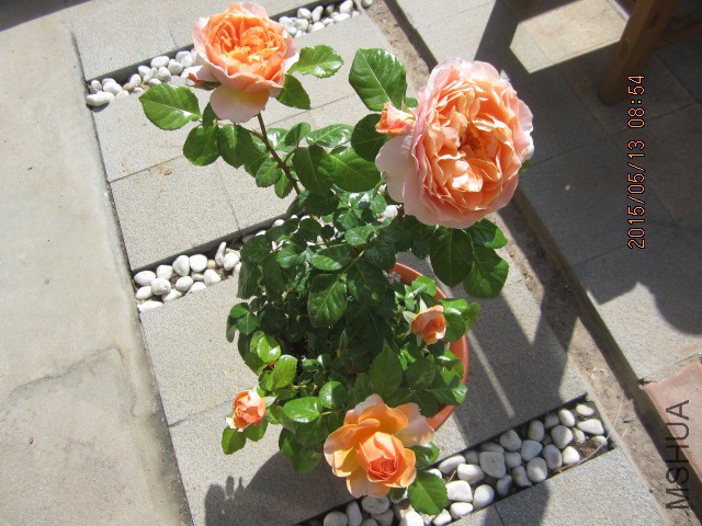 IMG_8725.JPG