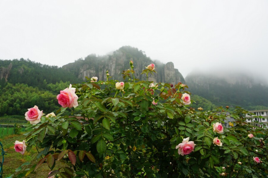 DSC02633.jpg