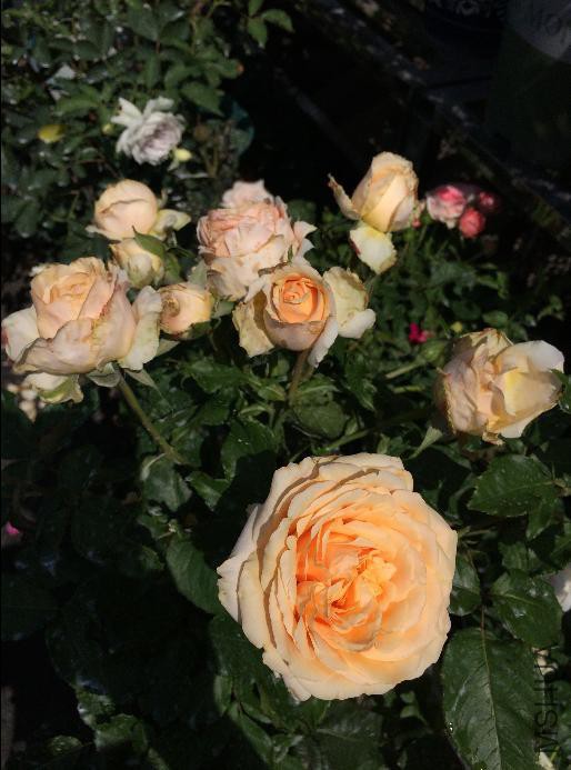 2015-05-19����������12ͷ.JPG