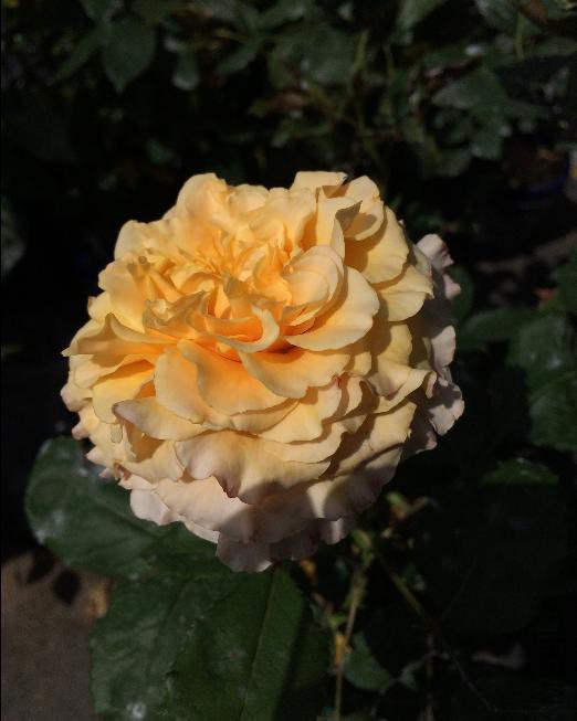 2015-05-19����������1ͷ.JPG