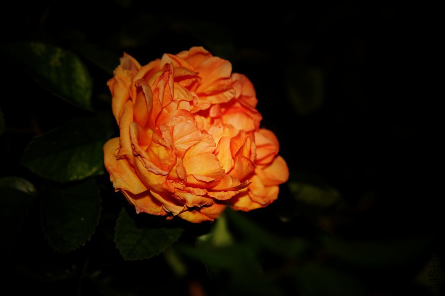 DSC_0554_����.jpg