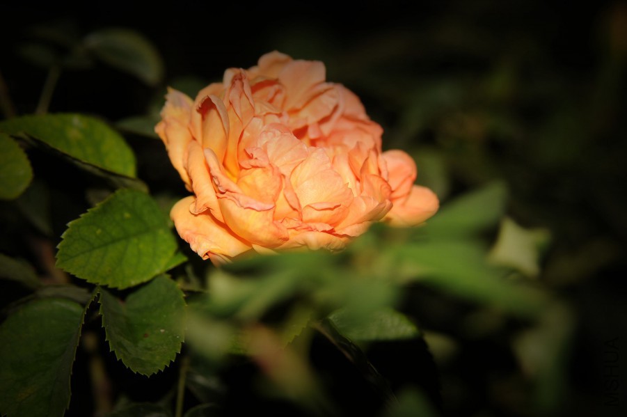 DSC_0557_����.jpg