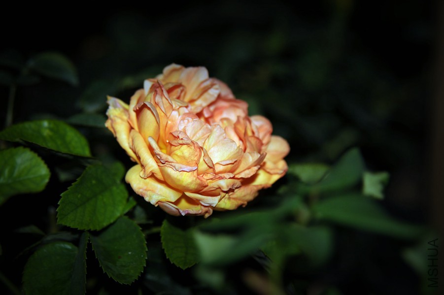 DSC_0556_����.jpg